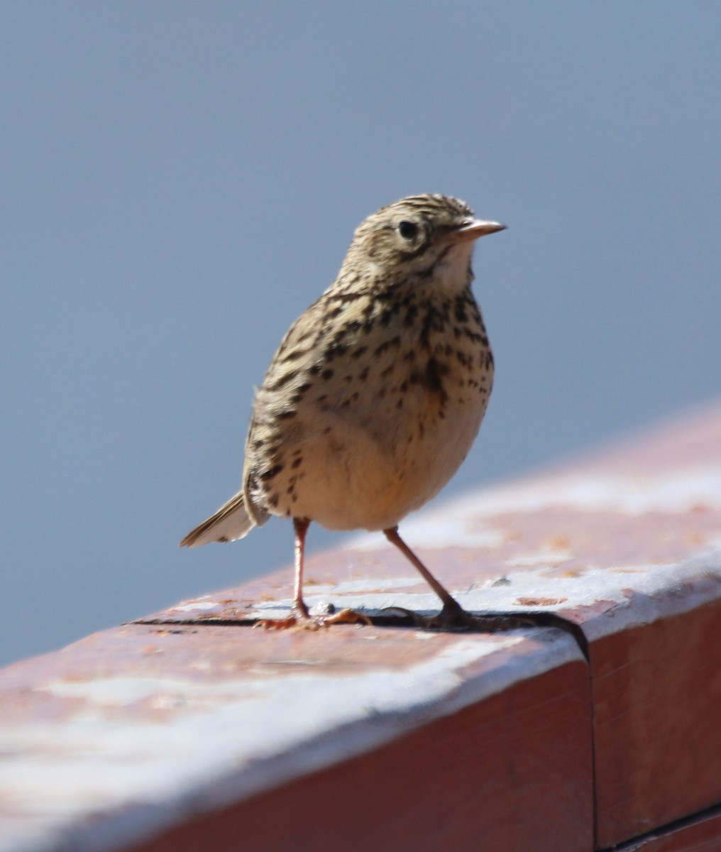 Correndera Pipit - Dan Fox