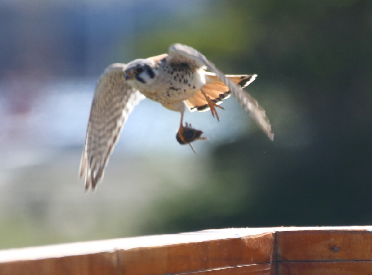 American Kestrel - Dan Fox