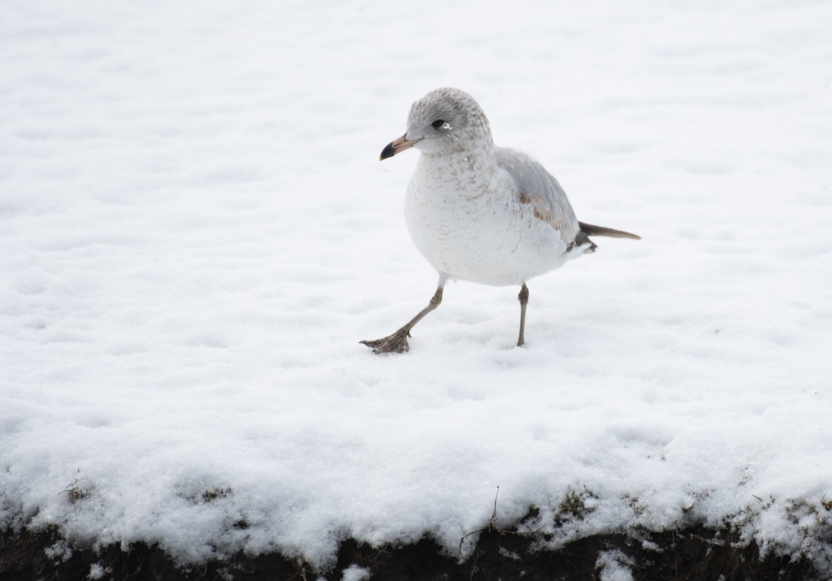 Ring-billed Gull - Esther Sumner