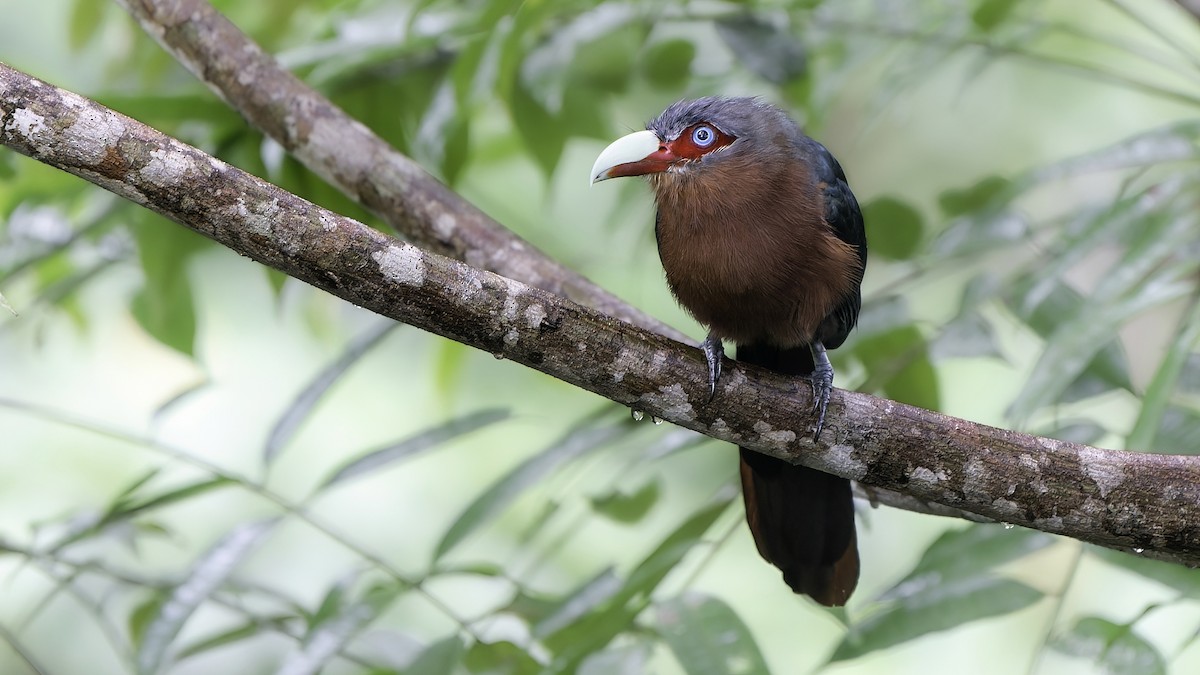 Chestnut-breasted Malkoha - John Clough