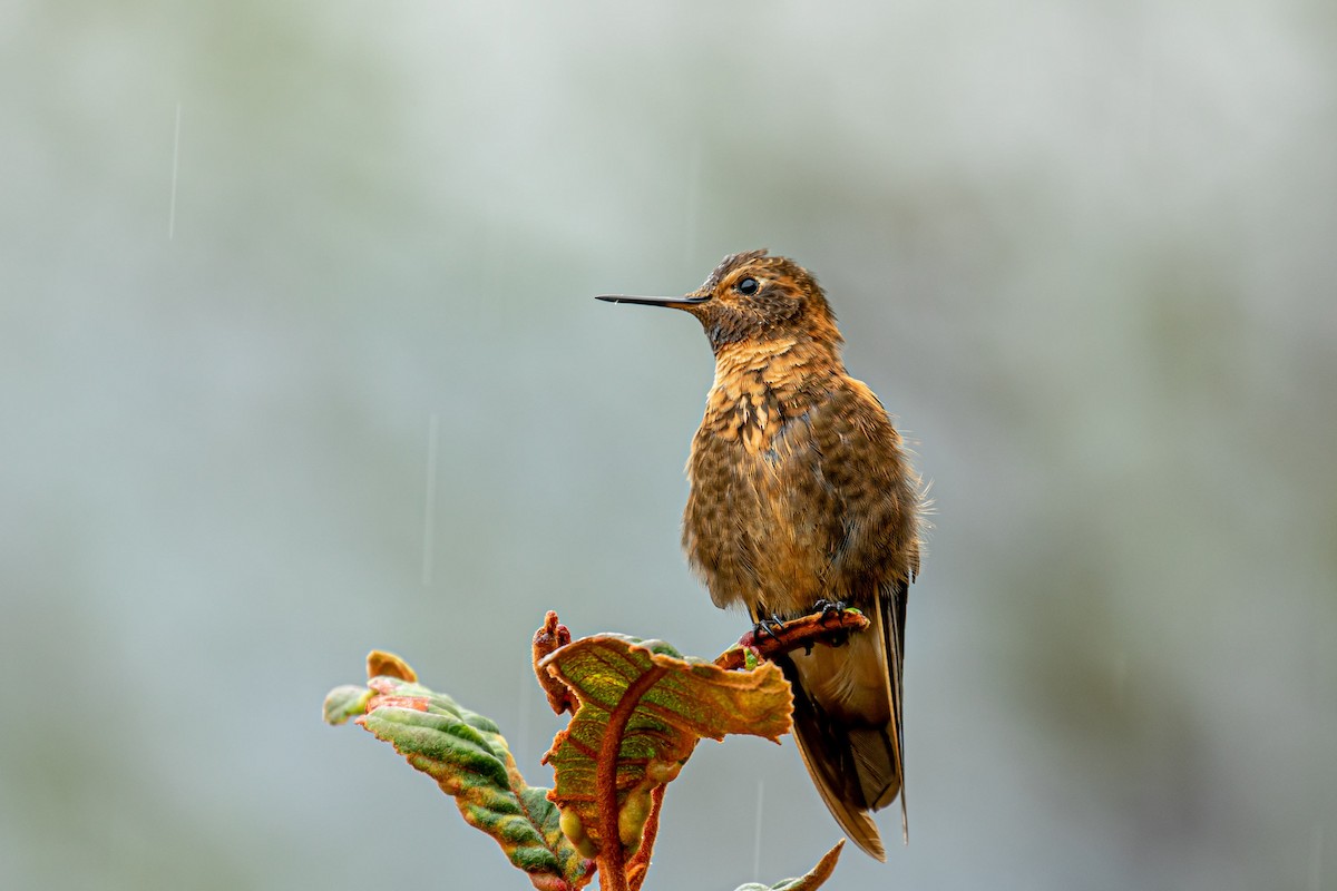 Shining Sunbeam - ML527934841