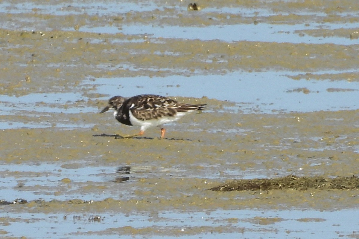 Ruddy Turnstone - ML527934991