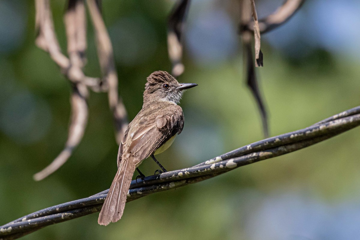 Short-crested Flycatcher - ML527935021