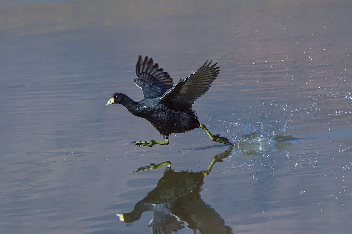 lyska andská - ML527935251