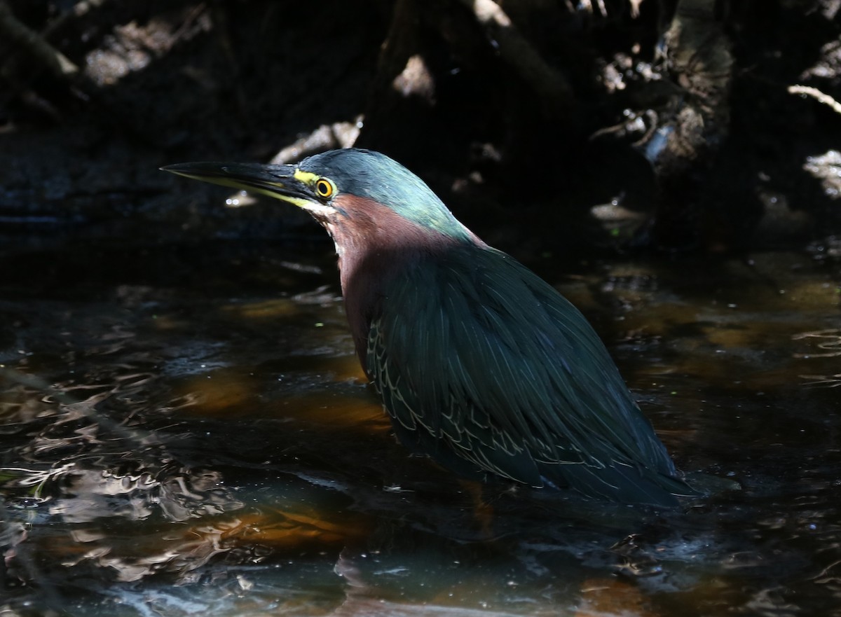 Green Heron - ML527935411