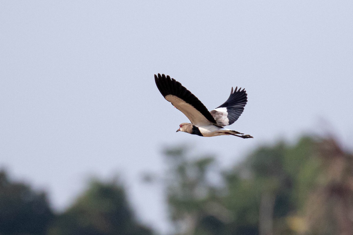 Southern Lapwing - ML527935601