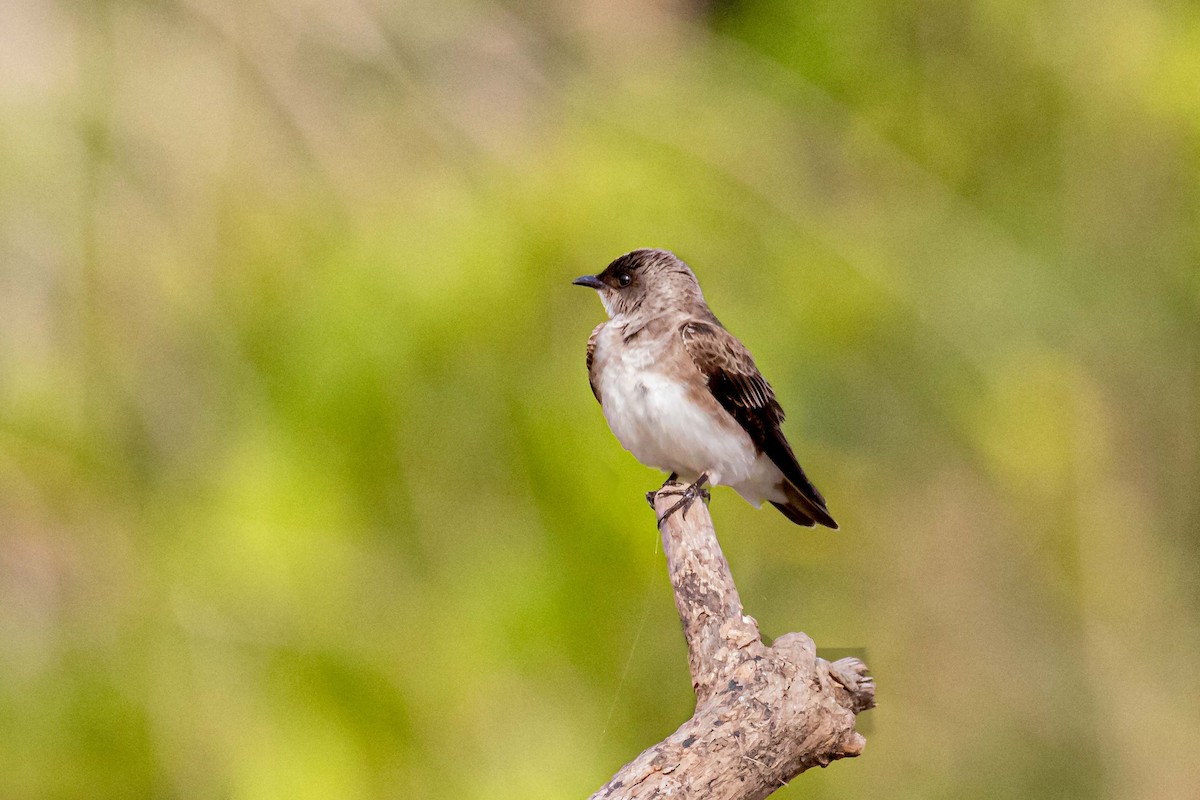 Southern Rough-winged Swallow - ML527936041