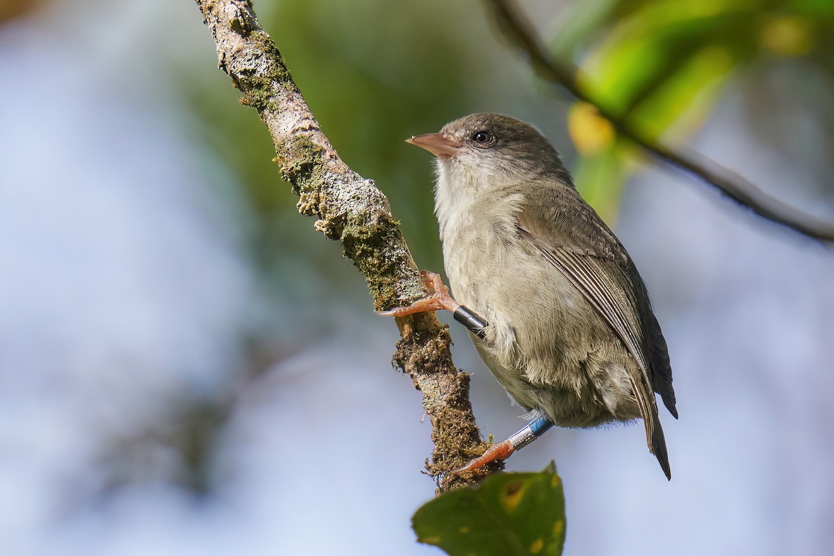 Akikiki - Grigory Heaton