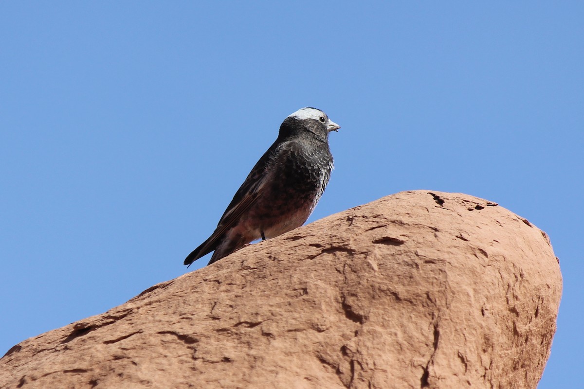 Black Rosy-Finch - ML52793741