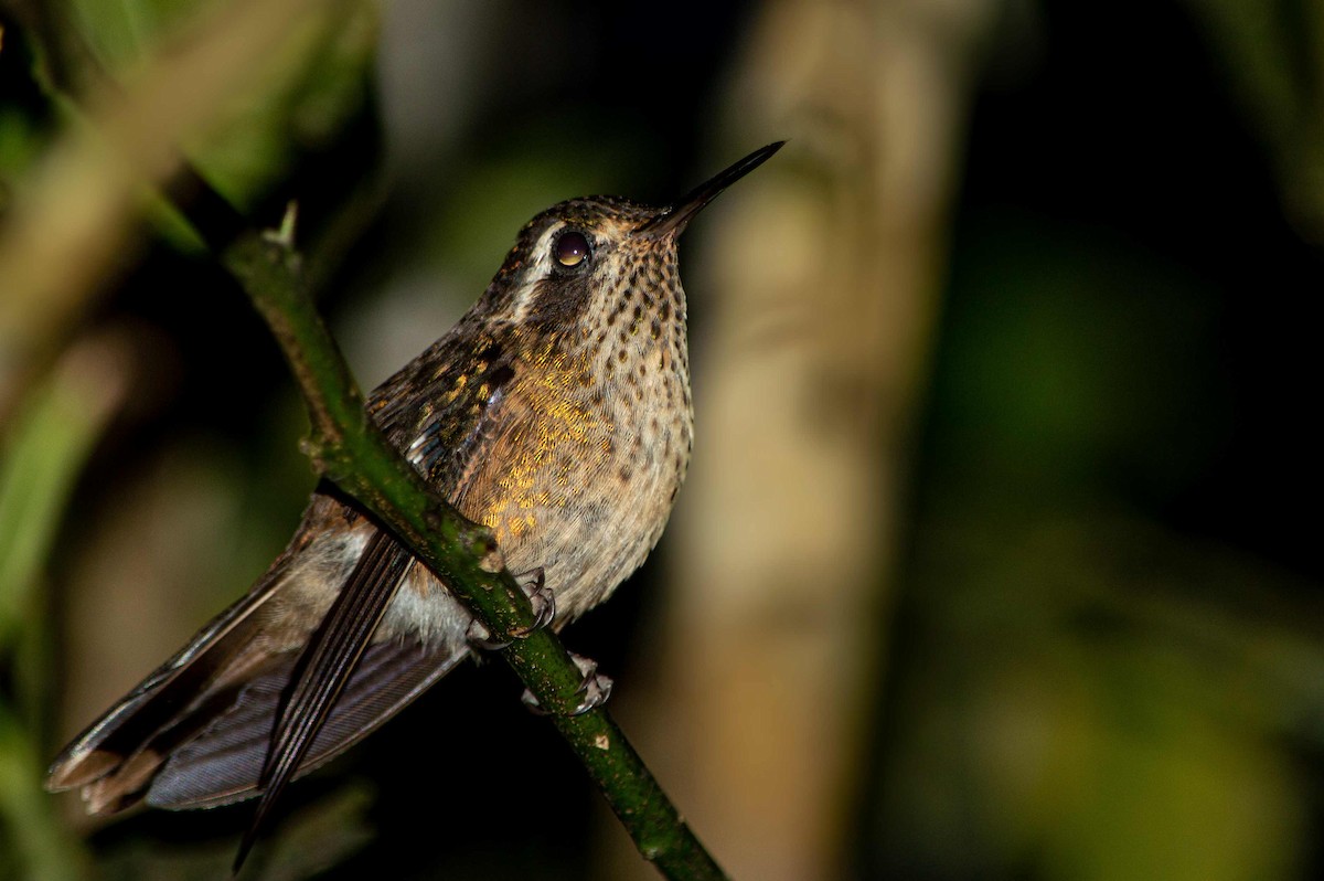 Speckled Hummingbird - ML527937741