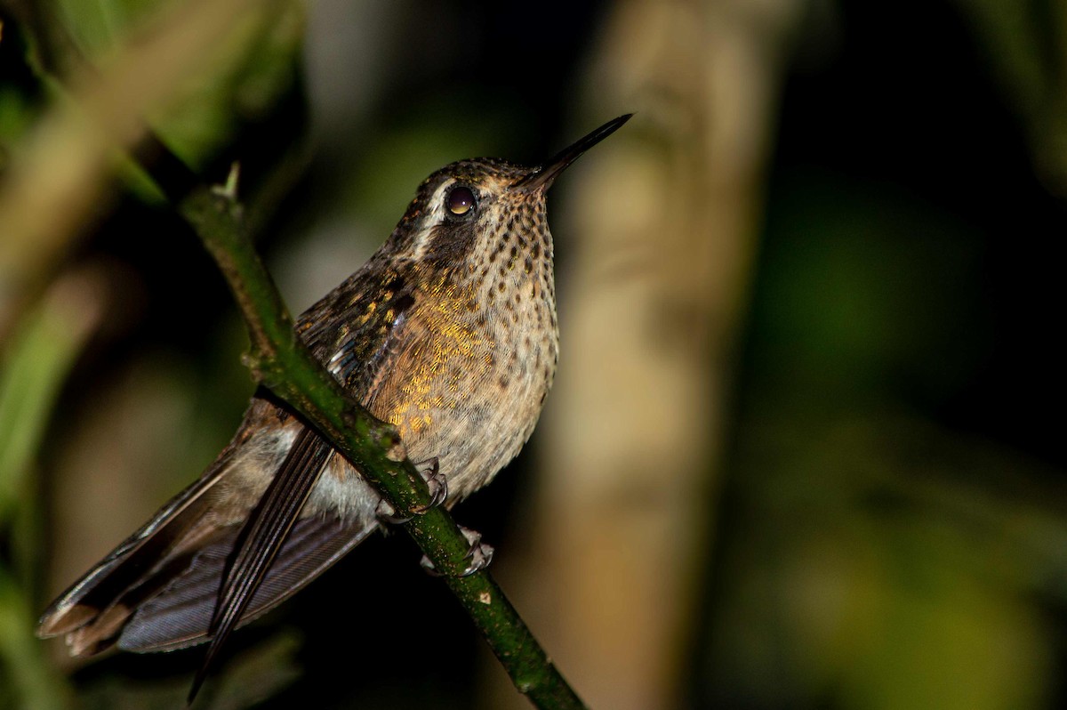 Colibri moucheté - ML527937741