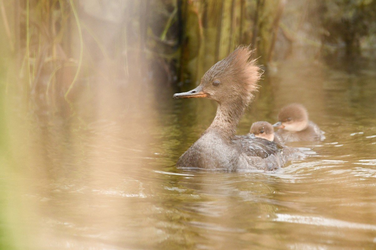 Hooded Merganser - Manny Salas