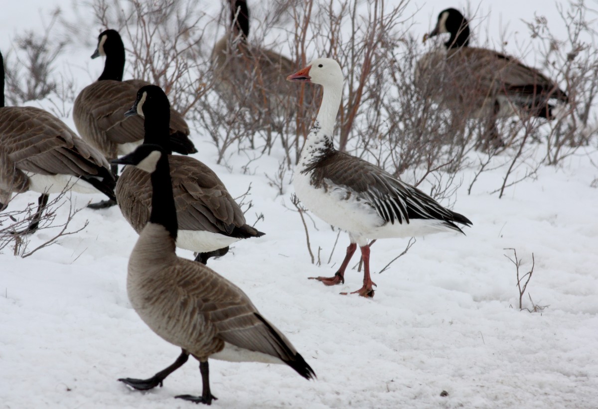 Snow Goose - ML52793891