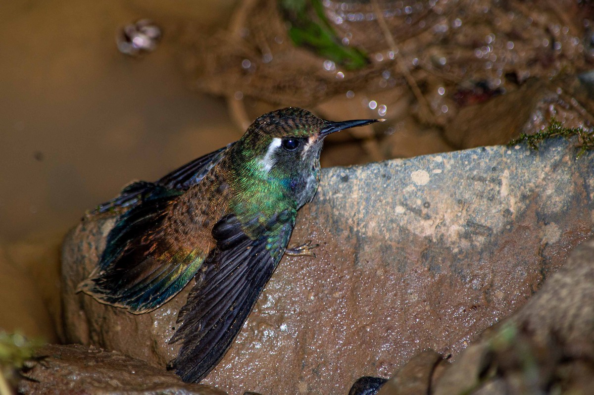 Geoffroy's Daggerbill - ML527939181