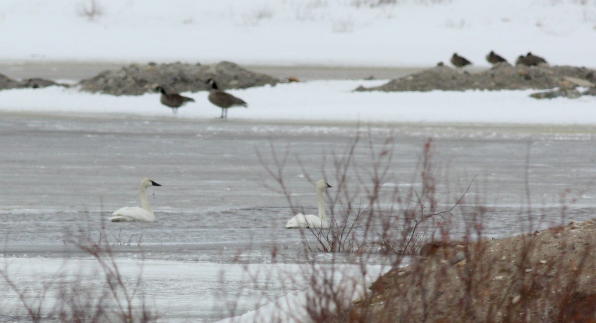 Tundra Swan (Whistling) - ML52793941