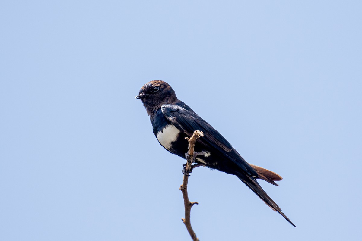 White-banded Swallow - ML527939941