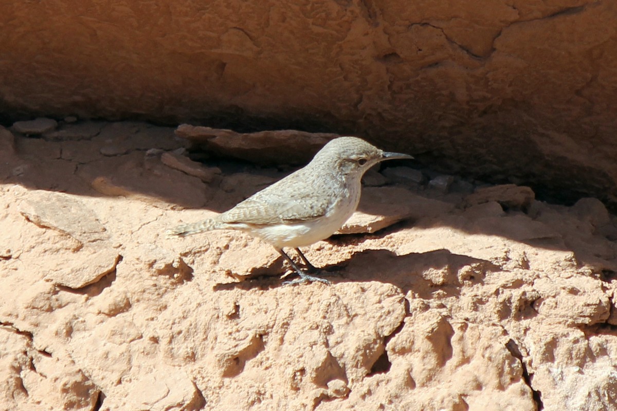 Rock Wren - ML52794001