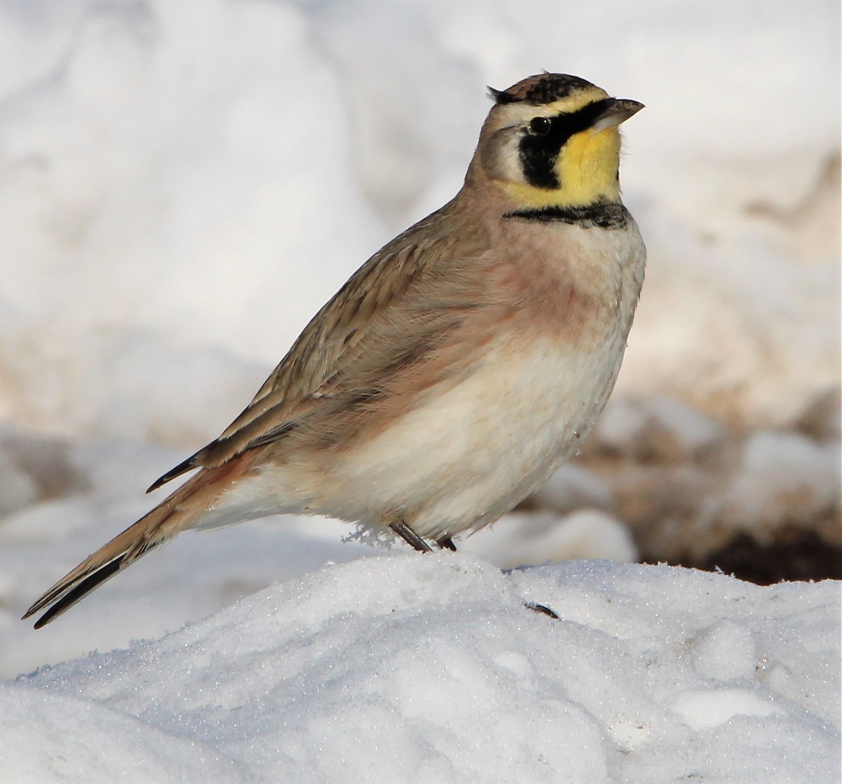 Horned Lark - NE Ohio Duck Tracker - JUDY   ( ')>