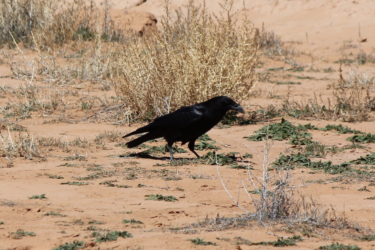 Common Raven - ML52794081