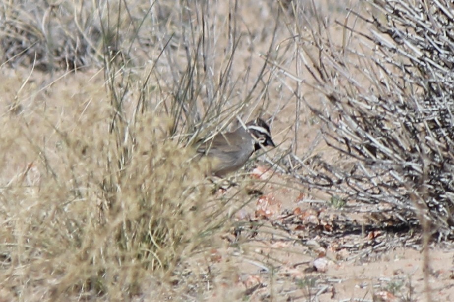 Black-throated Sparrow - ML52794181