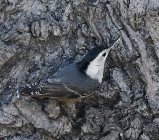 White-breasted Nuthatch - ML527941971