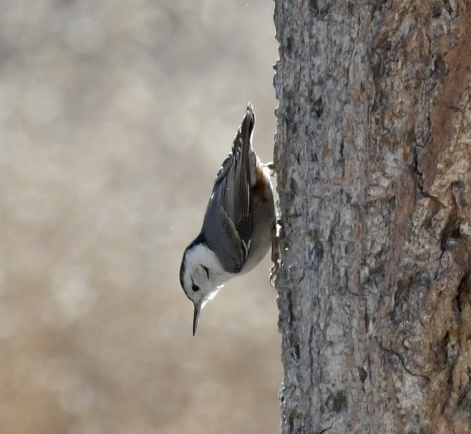 White-breasted Nuthatch - ML527941981