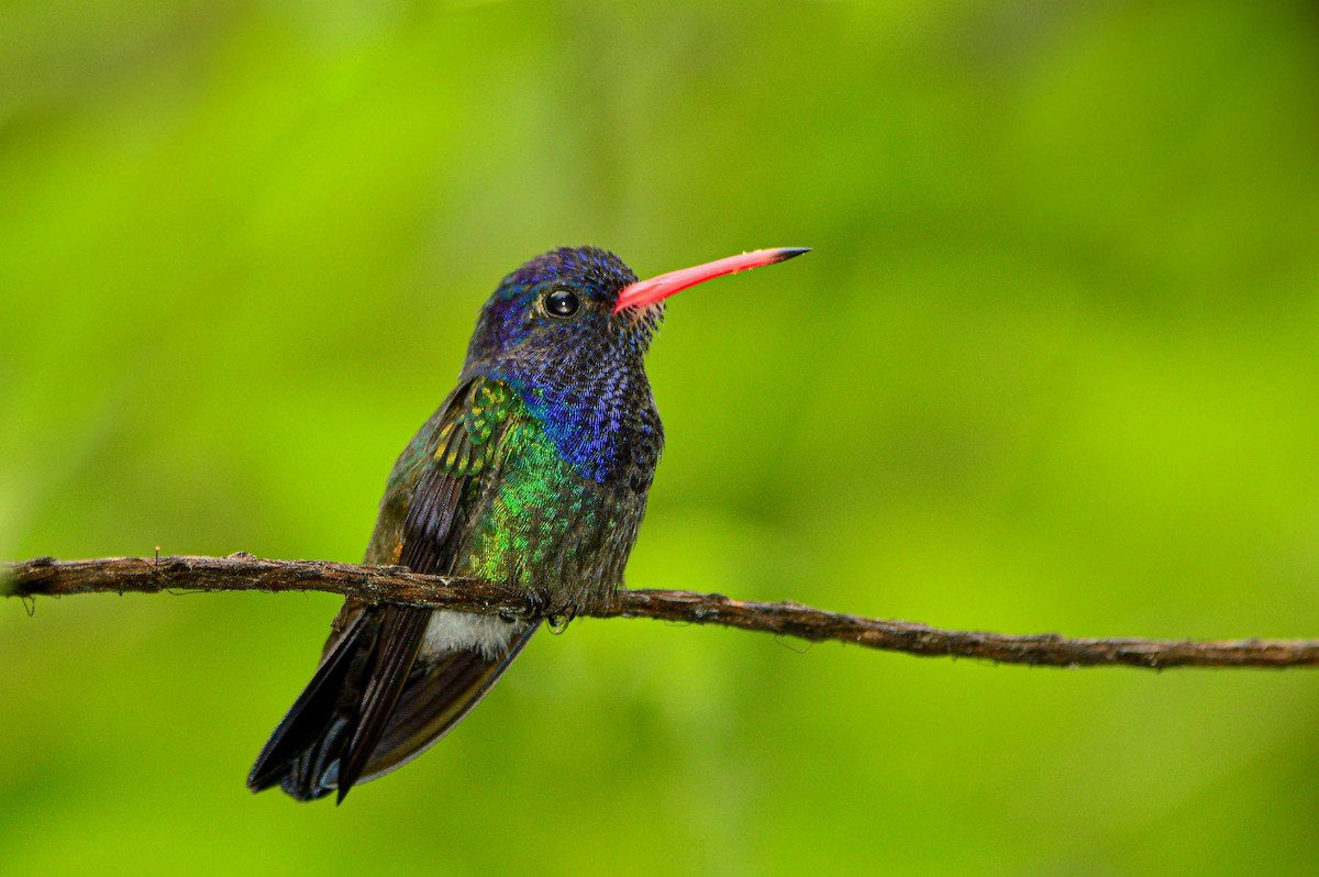 White-chinned Sapphire - ML527942121