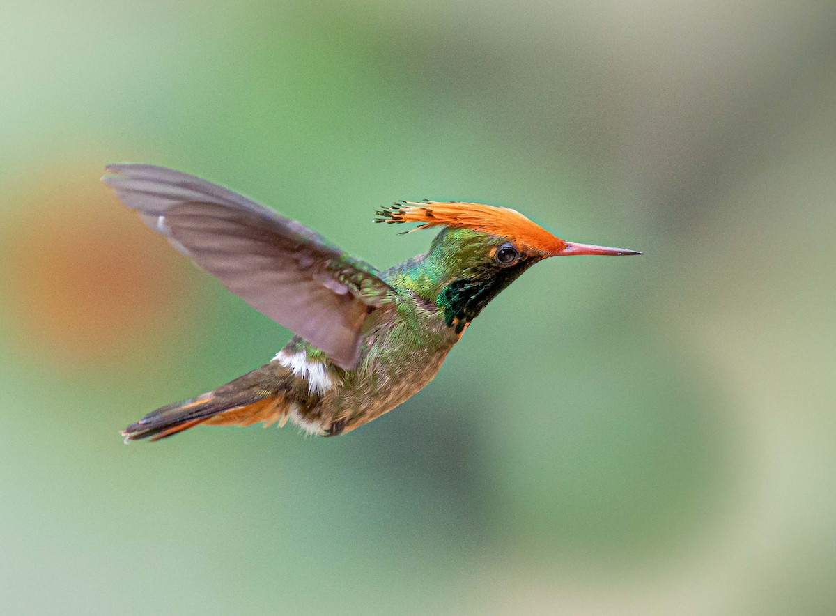 Rufous-crested Coquette - ML527942621