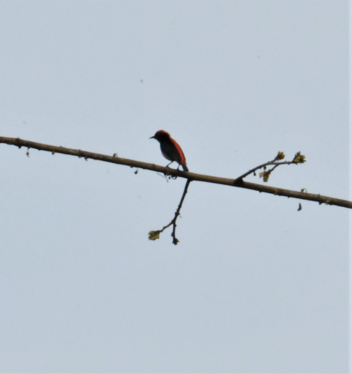 Scarlet-backed Flowerpecker - ML527942831