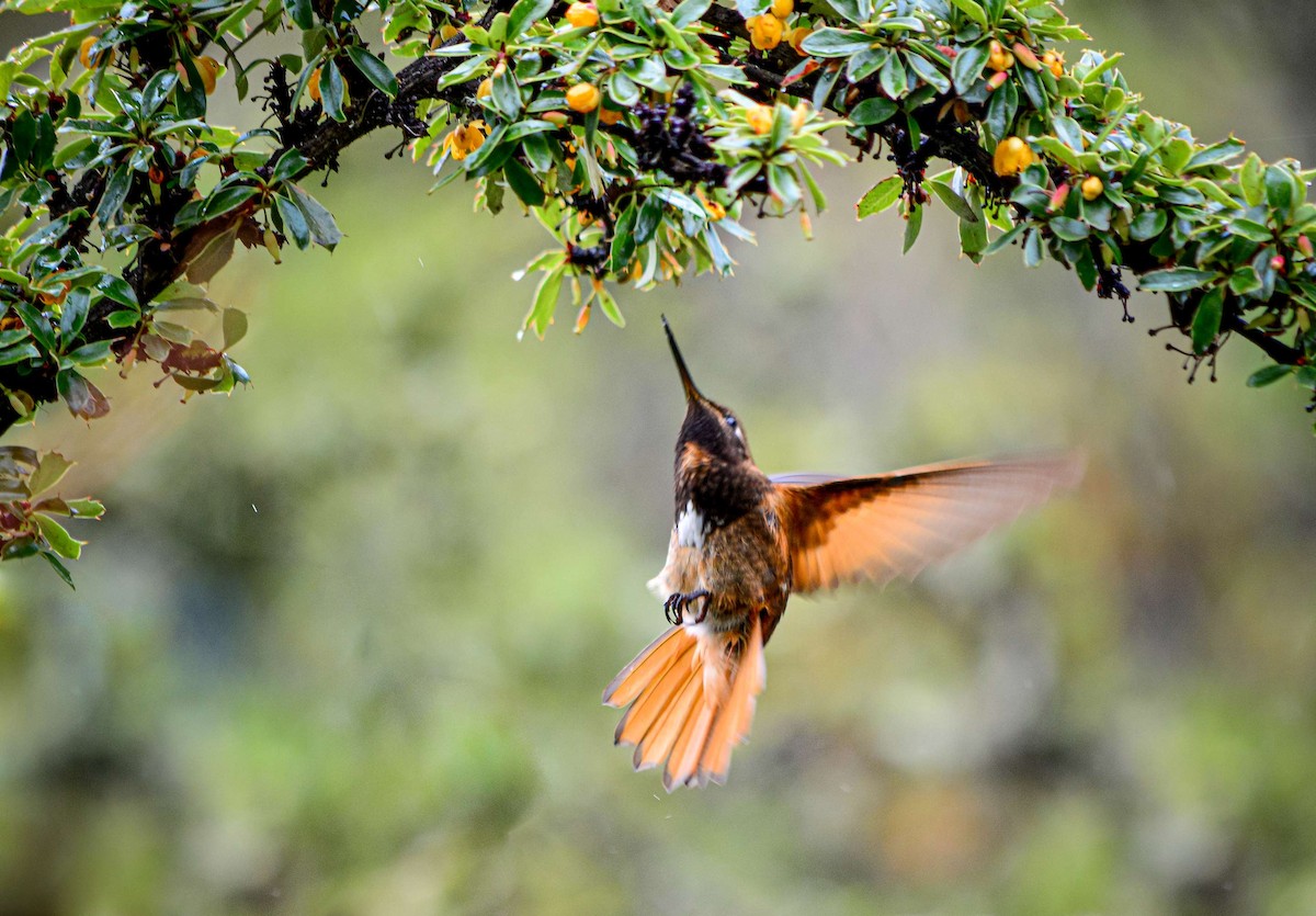 White-tufted Sunbeam - ML527943101