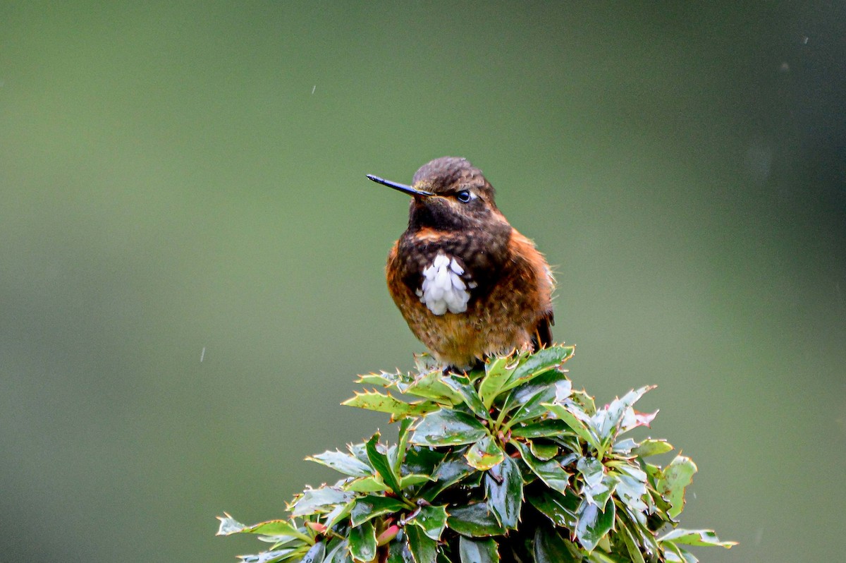 White-tufted Sunbeam - ML527943111