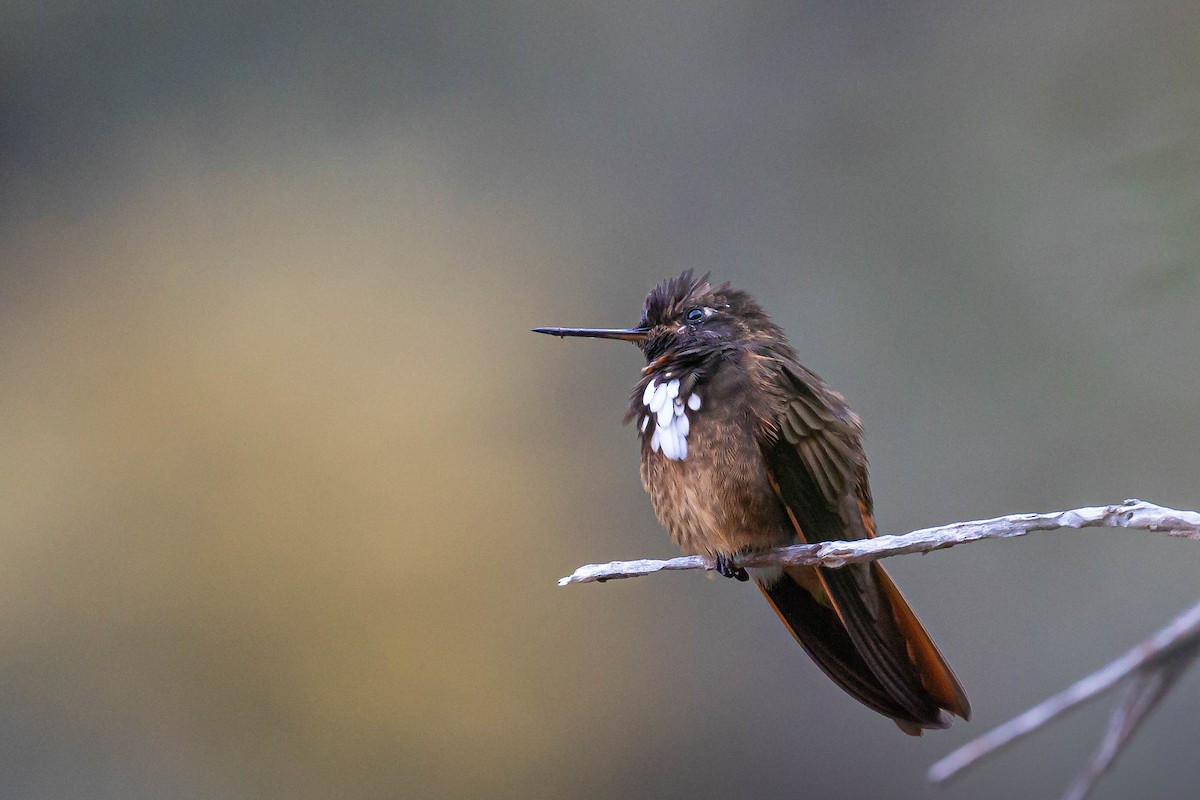 White-tufted Sunbeam - ML527943431