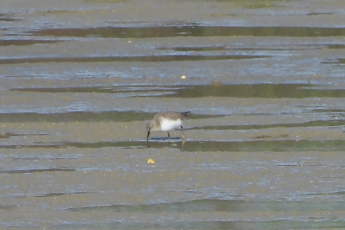 Common Sandpiper - ML527943791