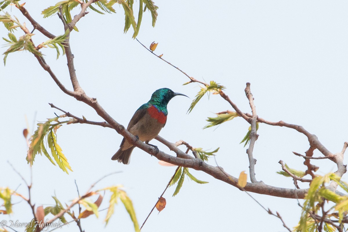 Eastern Miombo Sunbird - Marcel Holyoak