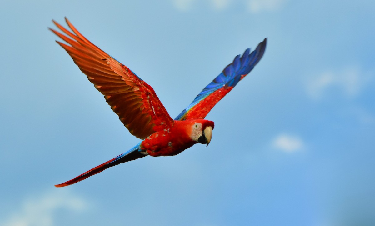 Scarlet Macaw - ML527944231