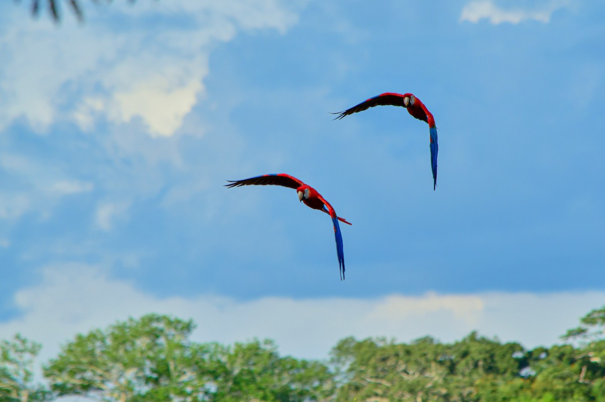 Scarlet Macaw - ML527944241