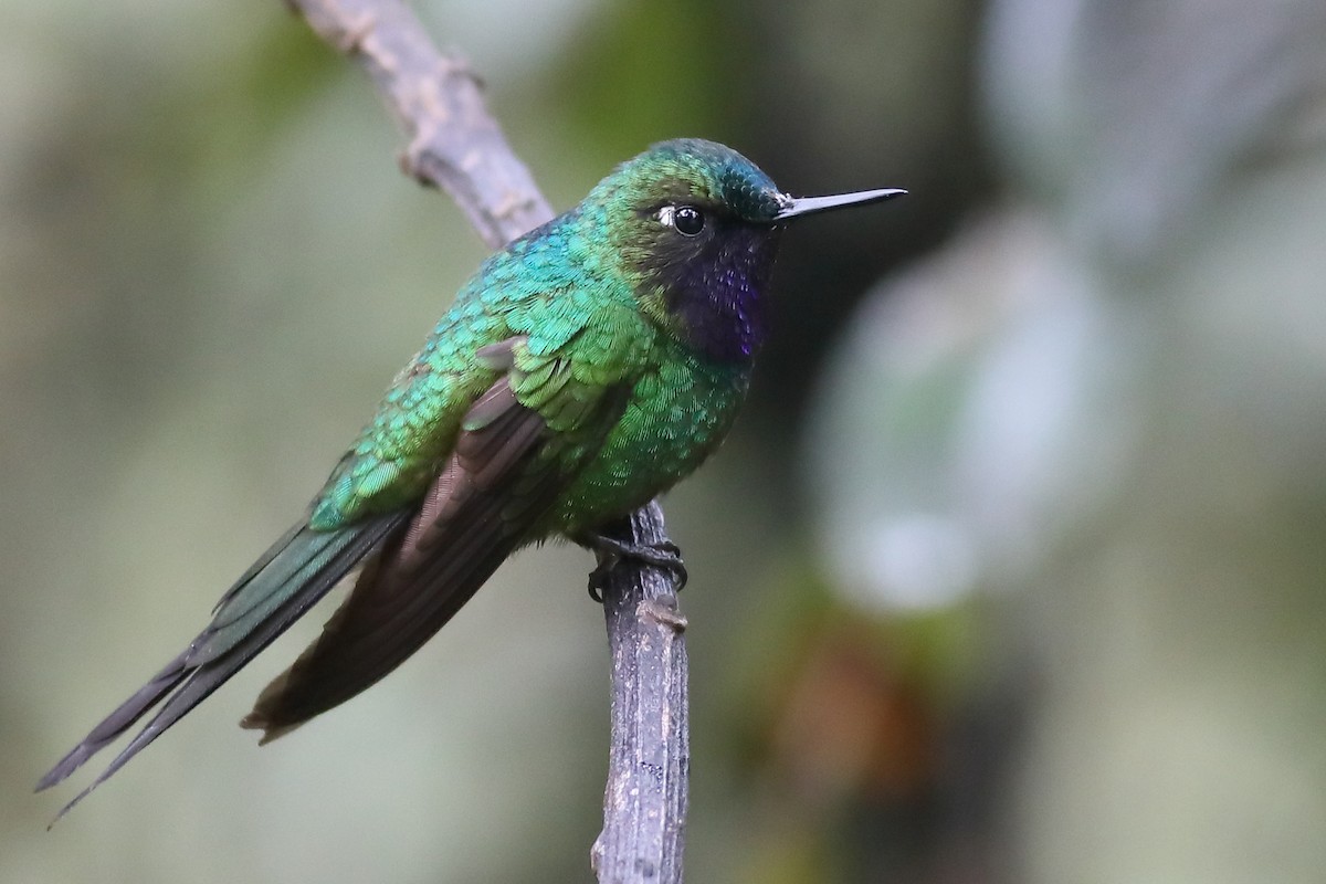 Purple-throated Sunangel - ML52794451