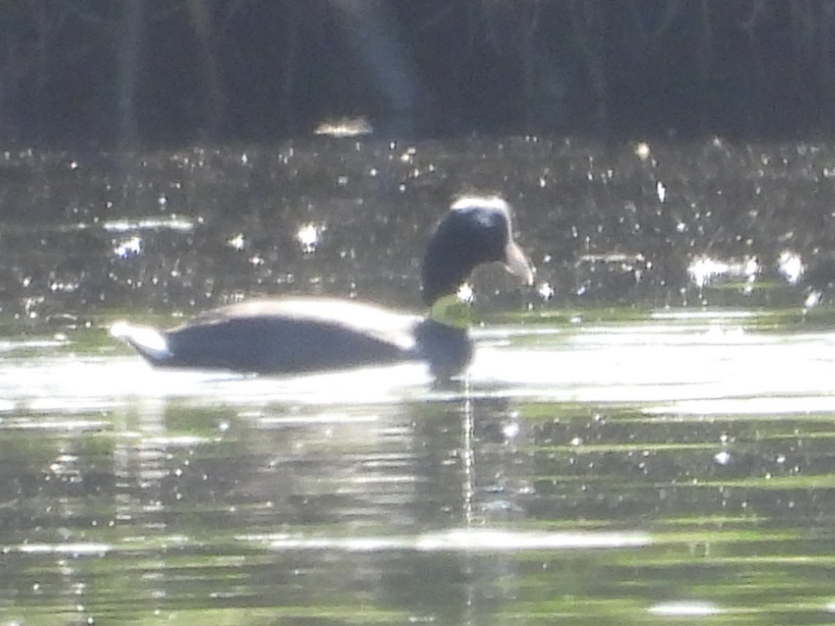 Hawaiian Coot - ML527944571