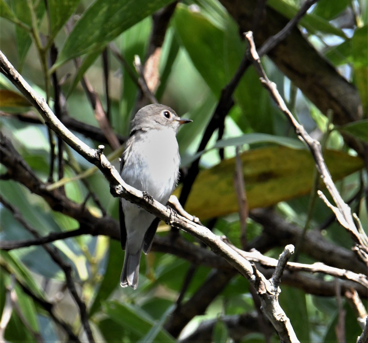 Asian Brown Flycatcher - ML527944841