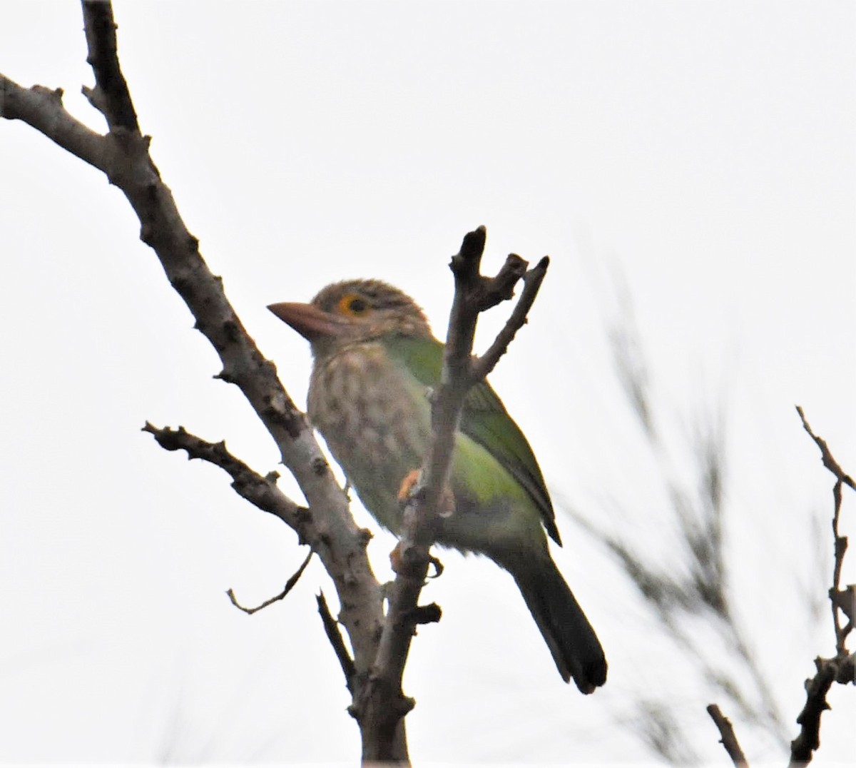 Lineated Barbet - ML527944951