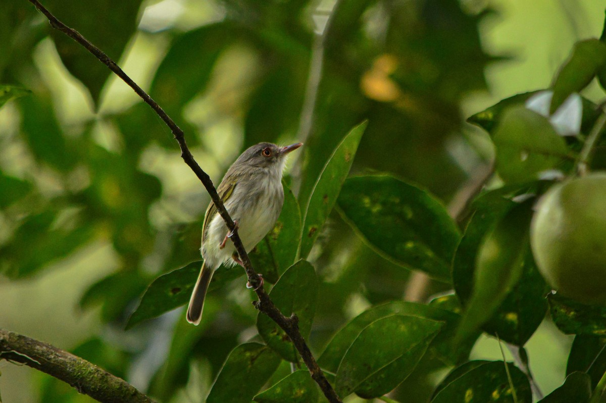 Pearly-vented Tody-Tyrant - ML527946491