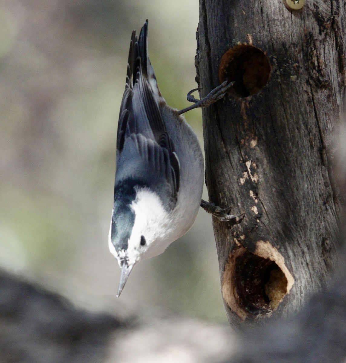 White-breasted Nuthatch - ML527947081