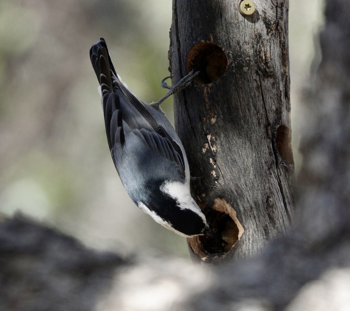 White-breasted Nuthatch - ML527947091