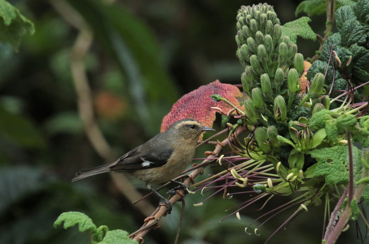 Cinereous Conebill - Sandy Schreven