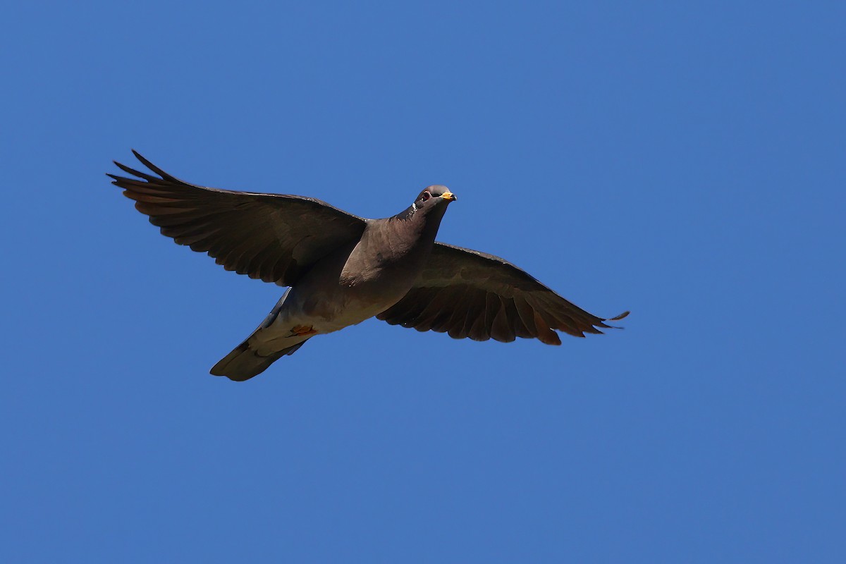 Band-tailed Pigeon - ML527949371