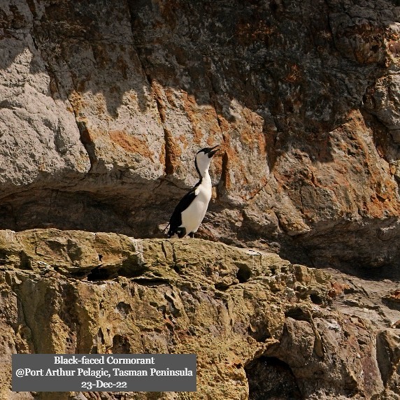 Black-faced Cormorant - ML527949891