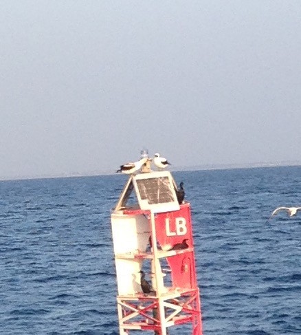 Masked Booby - ML527950461