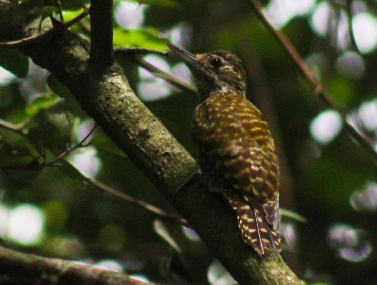 White-spotted Woodpecker - ML527950651