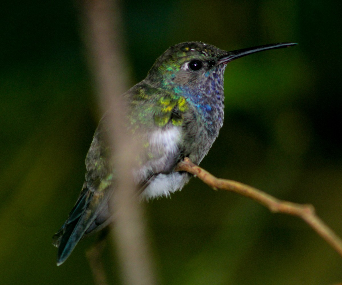 kolibřík safírový - ML527950821