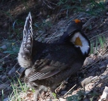 Sooty Grouse - Bill Frey